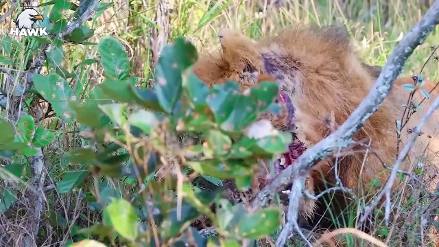 15 Scary Moments When Lions Injured and Die Painfully - Big Cats (2)