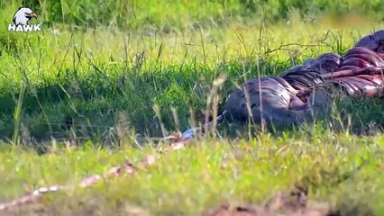 7 Times Heartbreak When Big Cats Kill Pregnant Animals Caught On Camera   The Hawk (2)