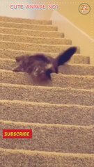 funny cat video short  funny cat videos cat videos funny videos #shorts #ytshorts #shortsfeed