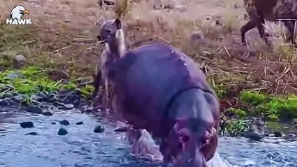 50 Ill-Fated Prey Were Brutally Attacked By Hyenas... (2)