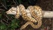 Massive dead python swallowed 1.5-metre long alligator before dying