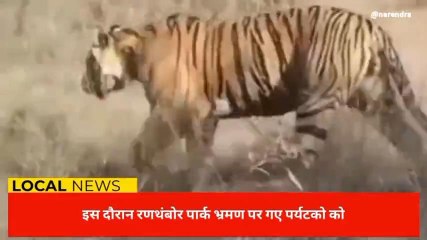 सवाईमाधोपुरःपर्यटकों ने देखी शावकों की अठखेलियां,देखिए ये खास खबर