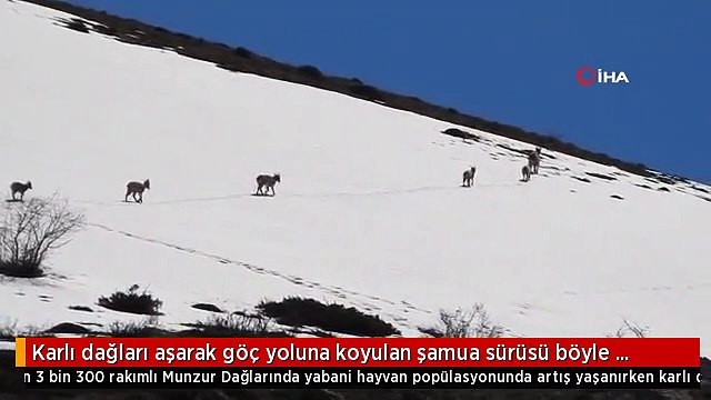 Karlı dağları aşarak göç yoluna koyulan şamua sürüsü böyle görüntülendi