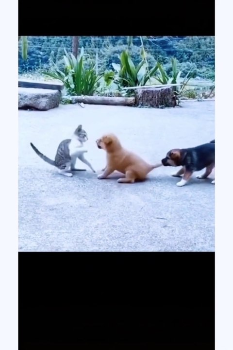 Funny Animal  Videos 2022I bet you 1 dollar you laughter