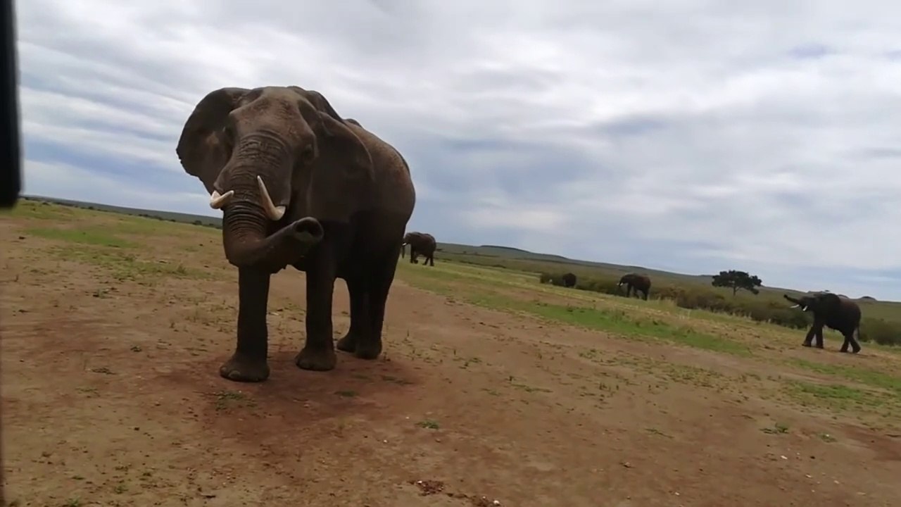 Animal sound synthesis- cow, dog, cat, chicken, duck, monkey, elephant