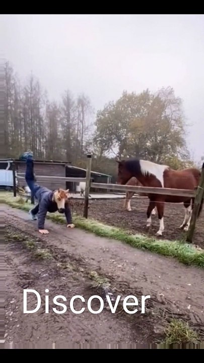 Funny animal | funny video | shorts