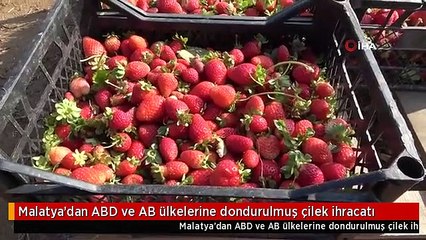 Malatya'dan ABD ve AB ülkelerine dondurulmuş çilek ihracatı