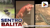 Manila Zoo, muling binuksan sa publiko ngayong araw; mga bata, labis ang tuwa sa mga bagong atraksyon at hayop sa zoo