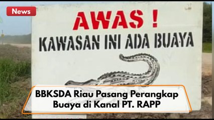 Buaya Masuk Ke Dalam Kanal Diduga Karena Curah Hujan Tinggi
