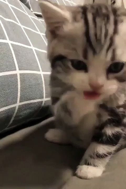 Video sweet cat