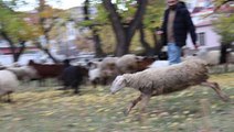 Çoban koyununu perişan halde gördü, yaptığı hareket herkesin alkışını aldı