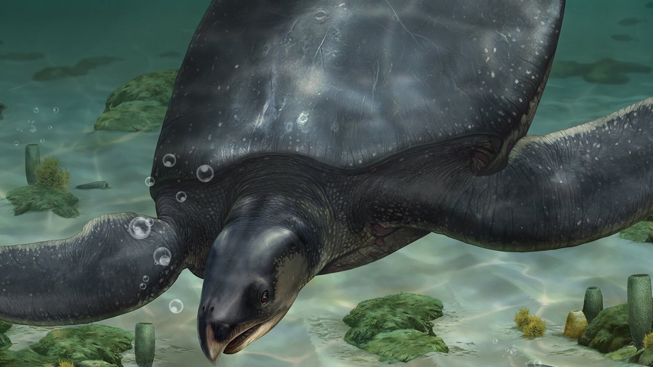 L'une des plus grandes tortues ayant vécu sur Terre identifiée en Espagne à partir de fossiles