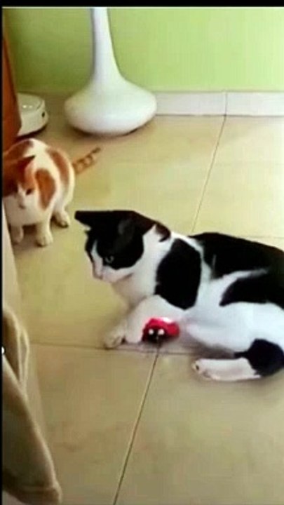 fun video , video lucu