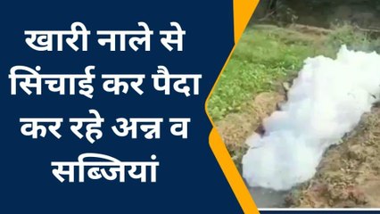 हिण्डौन : नाले के दूषित व रसायनयुक्त पानी से क्यों हो रहीं जहरीली खेती, देखिए खबर