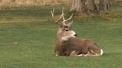 Animals from the World - Beautiful Destinations - UHD