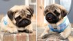 AWW SOO Cute and Funny Pug Puppies | HaHa Animals