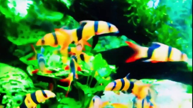 Beberapa Jenis Ikan Hias Air Tawar