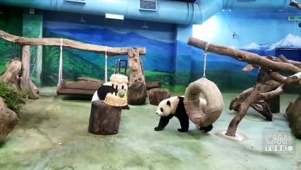 Tayvan'ın pandası Tuan Tuan’a veda