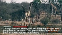 Ini Penampakan Jerapah Terkecil di Dunia, Terlahir dengan Kasus Dwarfisme Langka