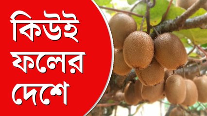 গেঁয়ো ‘কিউই’ কদর পায় না পাহাড়ি গ্রামে