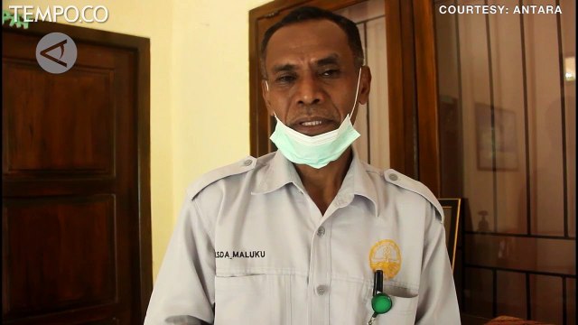 Sudah Dievakuasi, Paus Terdampar dan Mati di Pulau Obi Halmahera Selatan