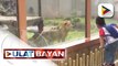Bagong bihis at may bagong pangalan na Manila Zoo, bukas nang muli sa publiko