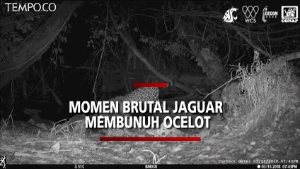 Momen Brutal Jaguar Membunuh Ocelot, Peneliti Percaya Pertarungan Itu demi Air