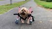 Pup who was left paralysed has defied the odds and is now able to walk again