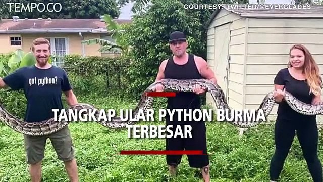 Pecah Rekor, Ini Aksi Penangkapan Ular Python Burma Dijuluki Ular Raksasa