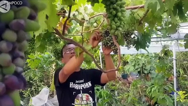 Petani Gunungkidul Sukses Budidaya Anggur Impor