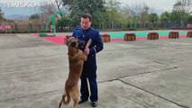 Mengharukan! Anjing Pelacak Enggan Berpisah dengan Pelatihnya yang Pensiun