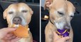 Une chienne souffrant d'un cancer déguste son premier cheeseburger de McDonald's avant de mourir