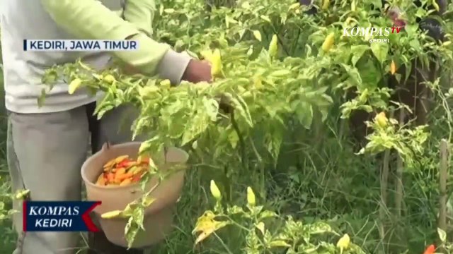 Terserang Hama, Petani Cabai Terancam Gagal Panen