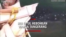 Video Viral, Ini Penampakan Hiu Tutul, Ditemukan Pemancing di Tangerang