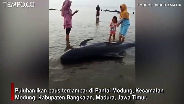 52 Ikan Paus Pilot Terdampar dan Mati di Modung Madura, Jadi Tontonan Warga