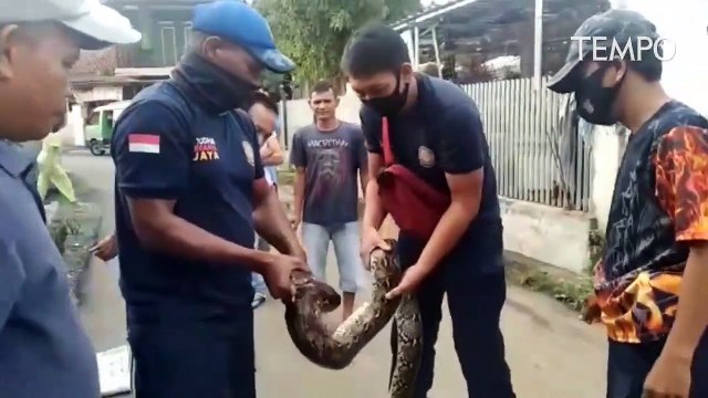 Memangsa Ayam Warga, Ular Tiga Meter Berhasil Ditangkap