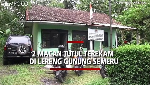 Pertama Kali, 2 Macan Tutul Terekam di Lereng Gunung Semeru