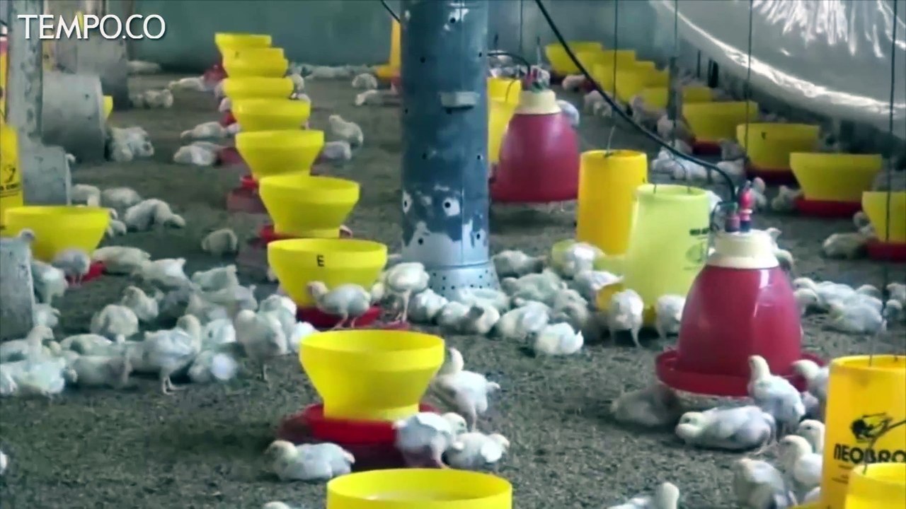 Gubernur Ridwan Kamil Kenalkan Apartemen Ayam di Bandung