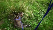 Cat Hides Behind Grass