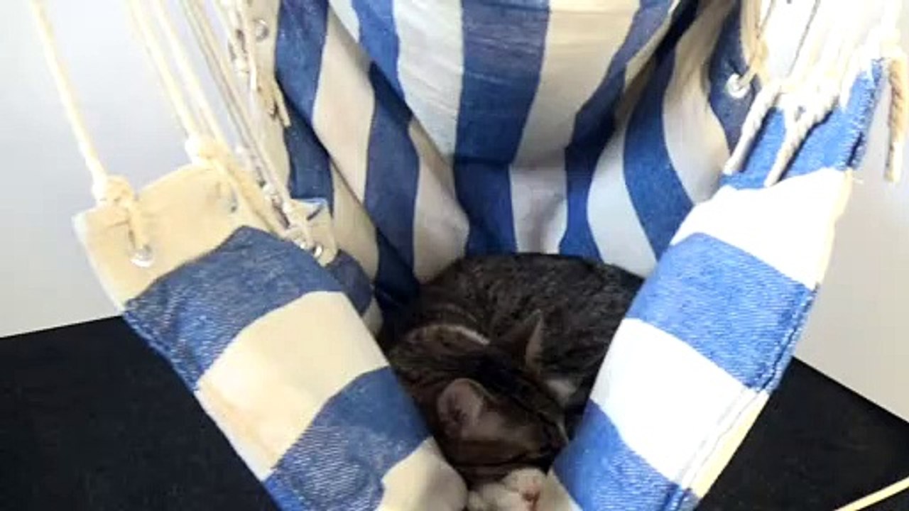 Kitten Is Cold