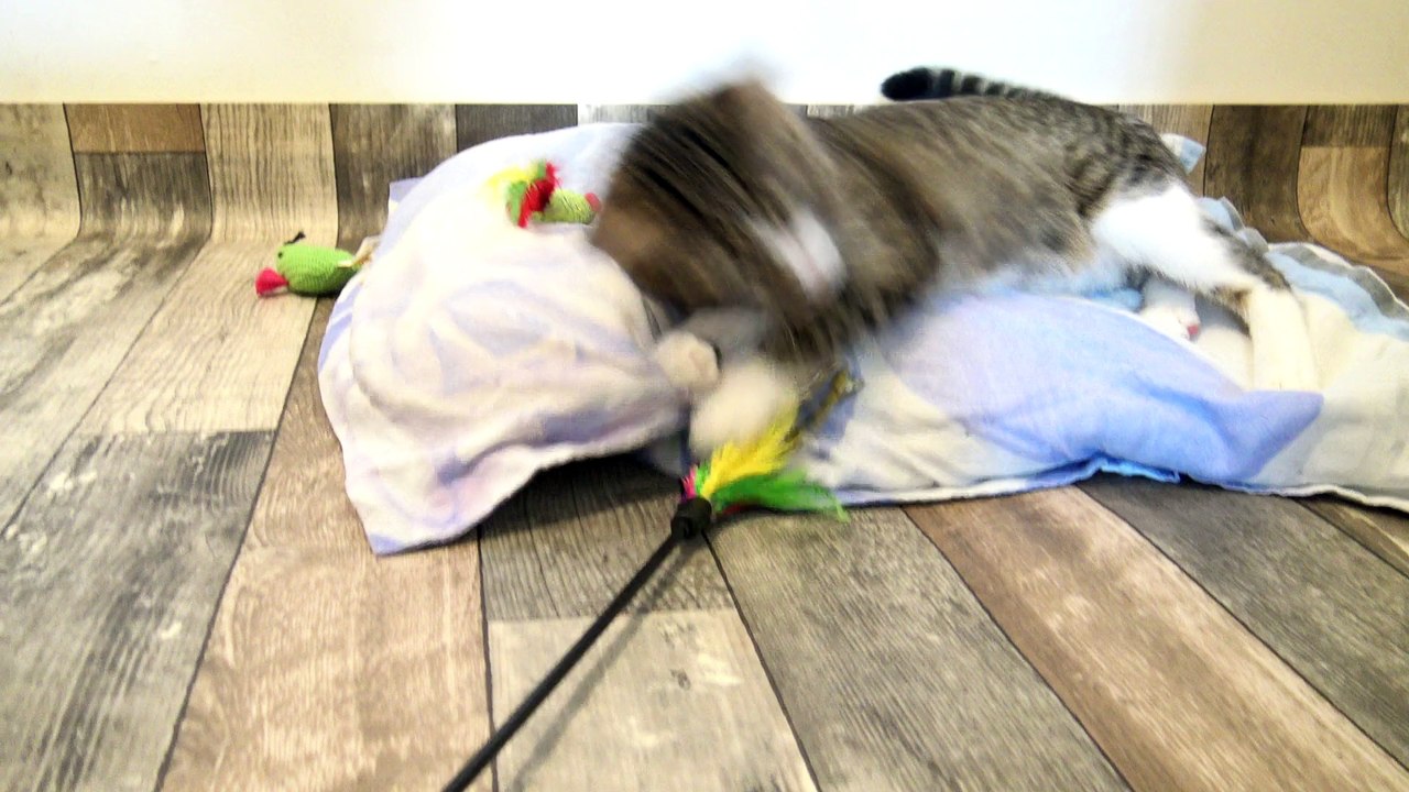 Playing Cat Falls off Pillow