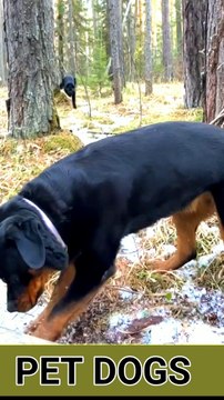 Danger Zone #shorts #husky #dogs #pets #huskies #cat #huskylovers Cats and Dogs Cute and Funny Videos | WAO Cute Animals #short #viralshort #short #viral #trending