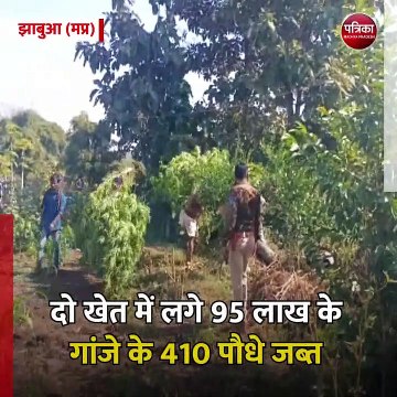 झाबुआ (मप्र): दो खेत में लगे 95 लाख के गांजे के 410 पौधे जब्त