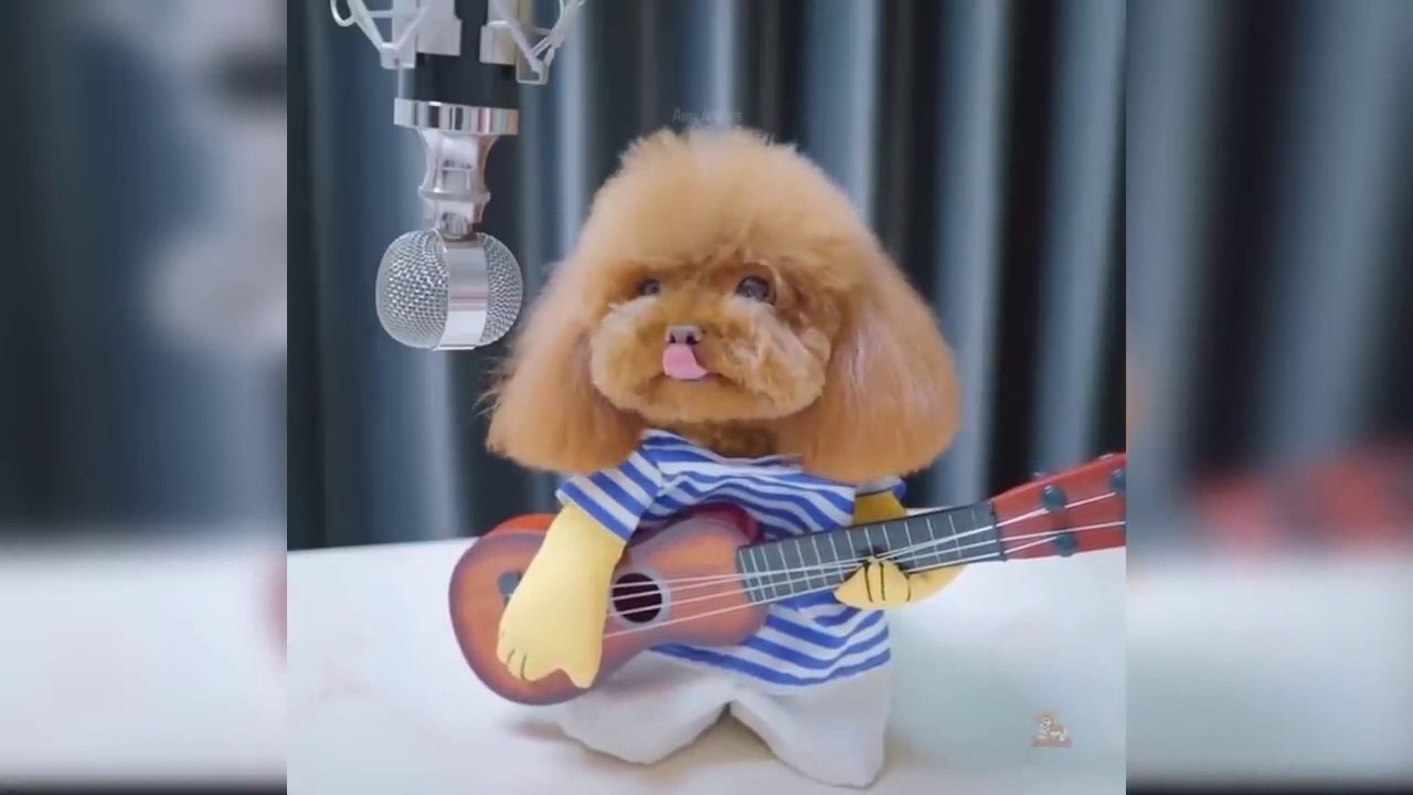 Baby Dogs Has Playing Most Funny Game
