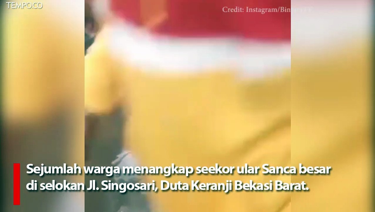 Warga Tangkap Ular Sanca di Tengah Banjir