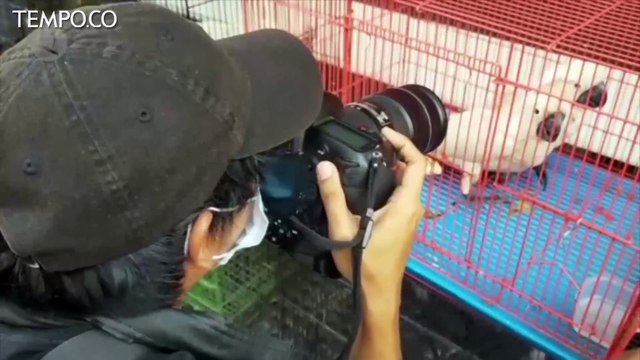 Penyelundupan Satwa Sangat Dilindungi Berhasil Digagalkan BBKP Surabaya