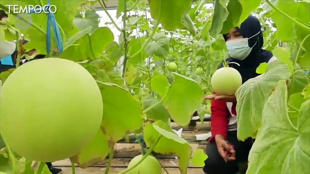 Budidaya Melon Super Raup Keuntungan Rp 30 Juta per Bulan