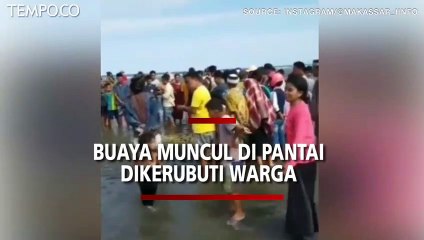 Buaya Muncul di Pantai, Malah Dikerumuni Warga tanpa Rasa Takut, Berebut Menyentuhnya