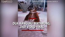 Langka, Dua Kanguru Bertarung Jadi Video Viral, Pemirsa Terpana