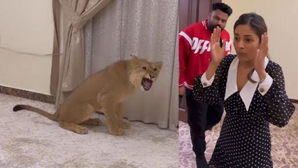 Shehnaaz Gill के सामने आया Lion, देखकर हालत हुई खराब Video Viral | Boldsky*Entertainment